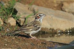 Lark Sparrow